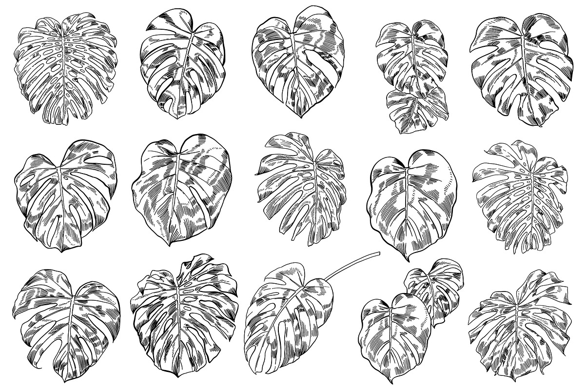 Dark Monstera leaves, an Illustration by Tanya Akhmett (Photo 3 of 7)
