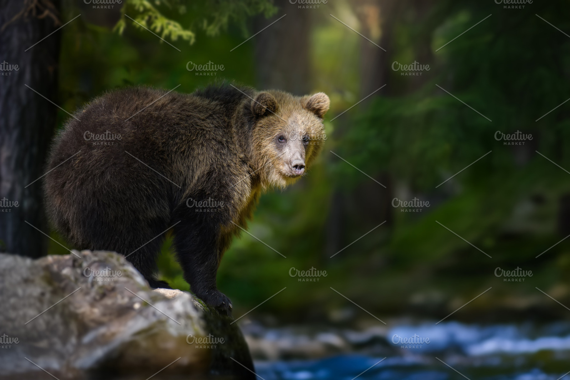 Wild Brown Bear (Ursus Arctos) in the summer forest. Animal in n, an Animal Photo by Byrdyak