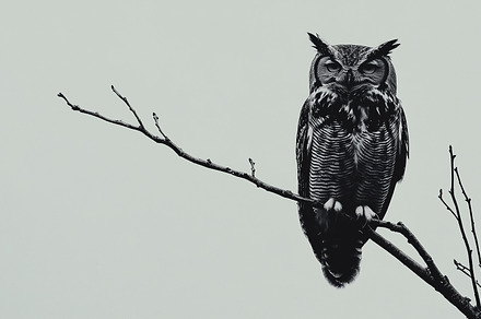 Minimalistic photography of owl sit, an Animal Photo by MistyDay
