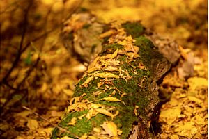 Autumn tree trunk with moss and, a Nature Photo by Nature and travel