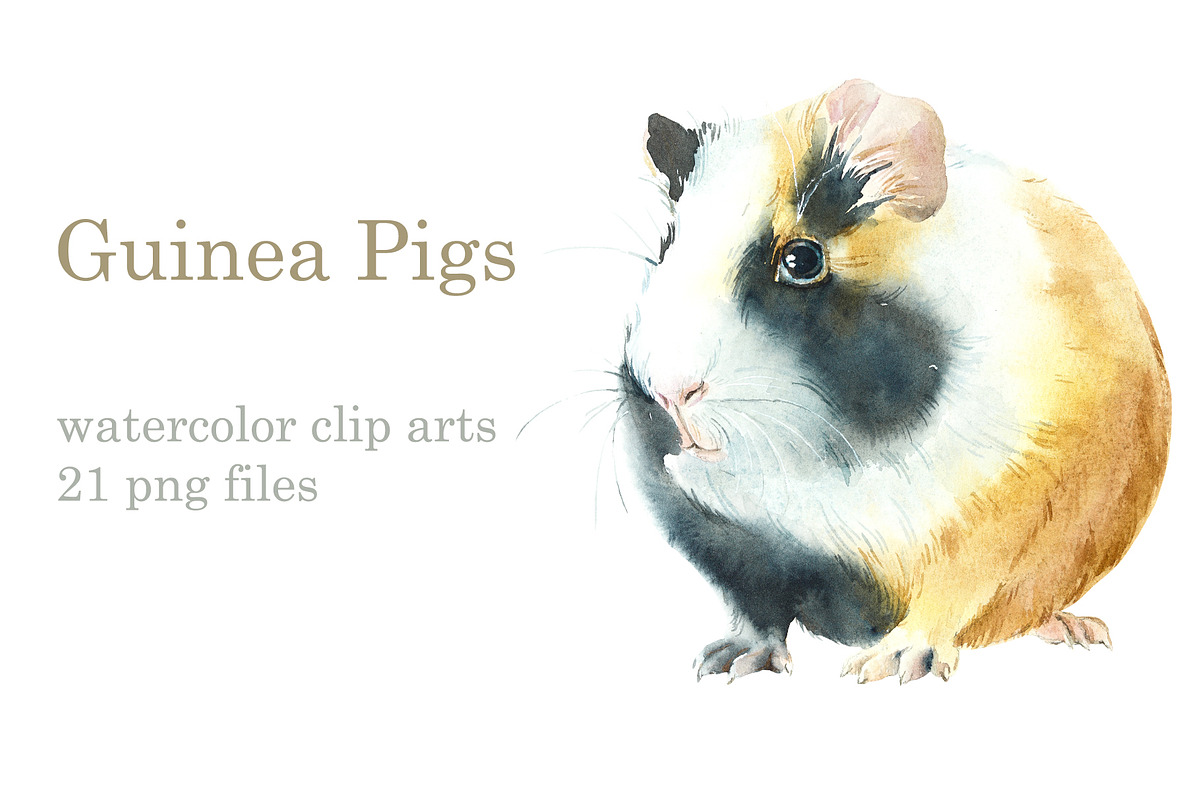 Watercolor Guinea Pigs, an Animal Illustration by Budogoshch (Photo 1 of 4)