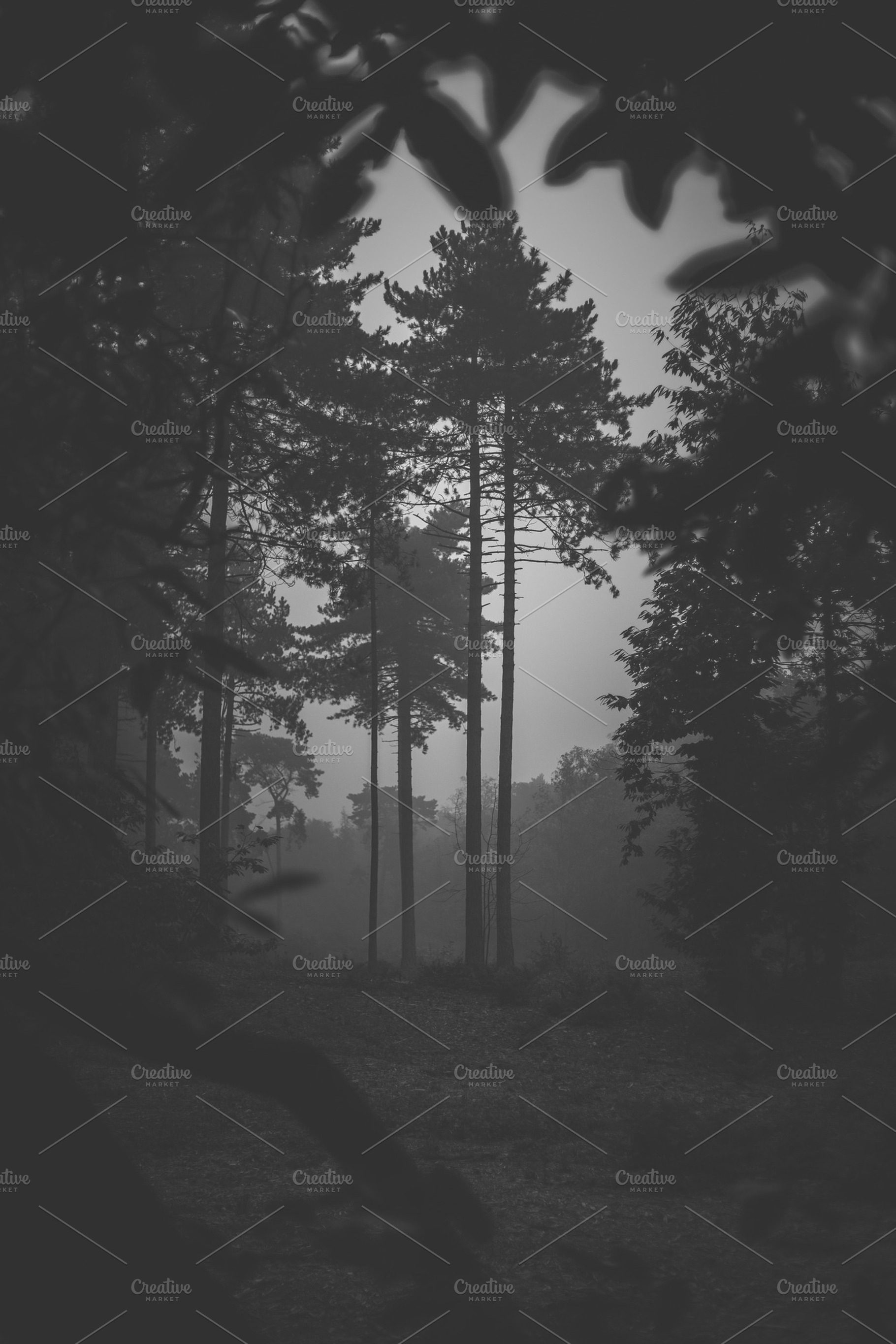 Dark Trees Containing Black And White Trees And Morning