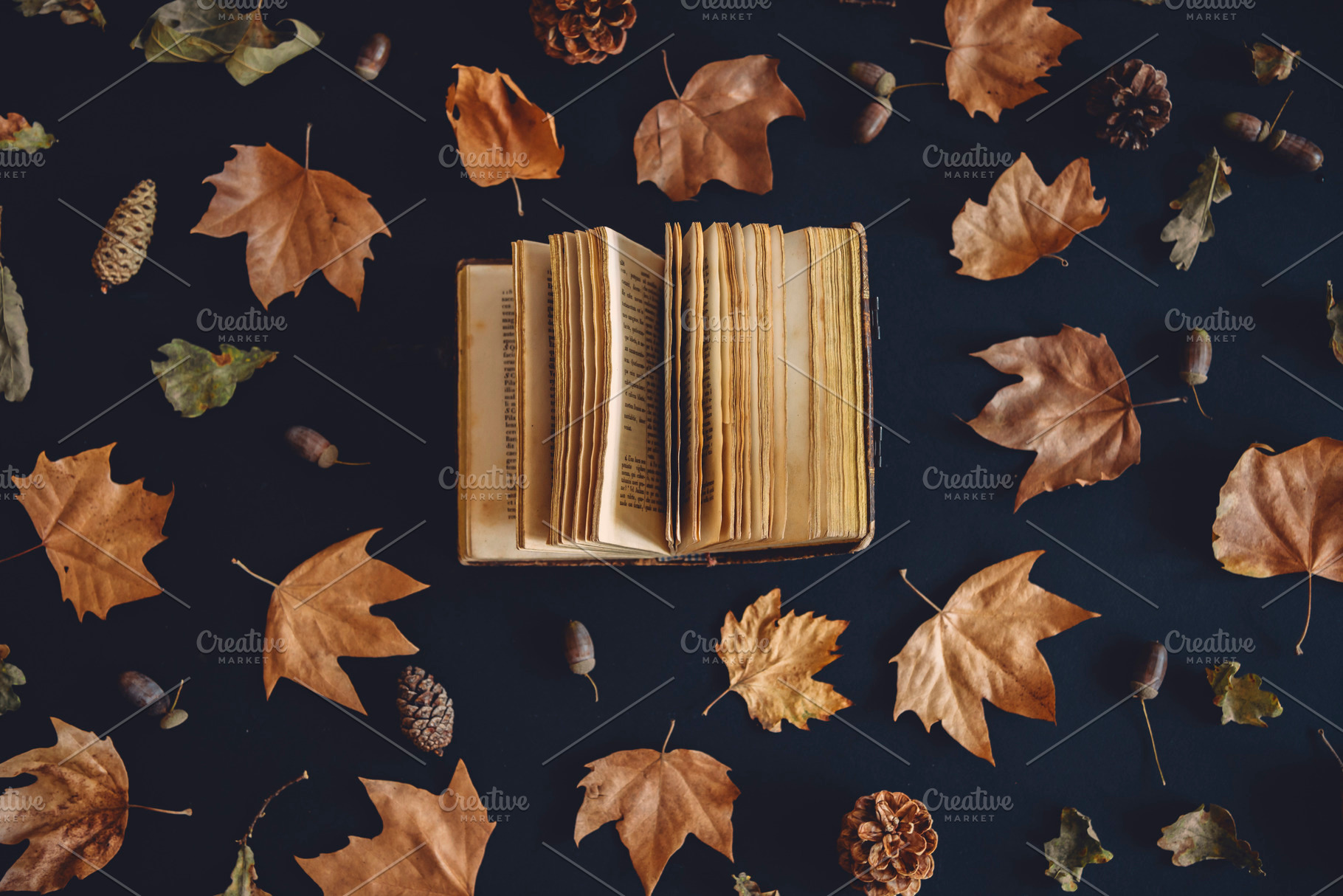 Vintage book and autumn maple leaves, a School & Education Photo by hitdelight