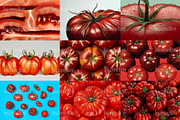 55 Aesthetic Tomatoes Stock Photos, a Food & Drink Photo by Incomelion (Thumbnail 8 of 13)