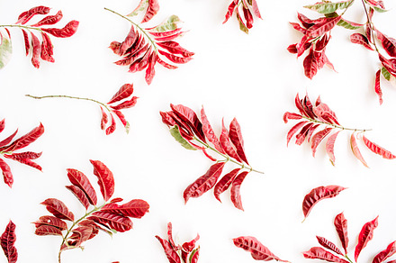 Red leaves pattern, an Abstract Photo by Floral Deco