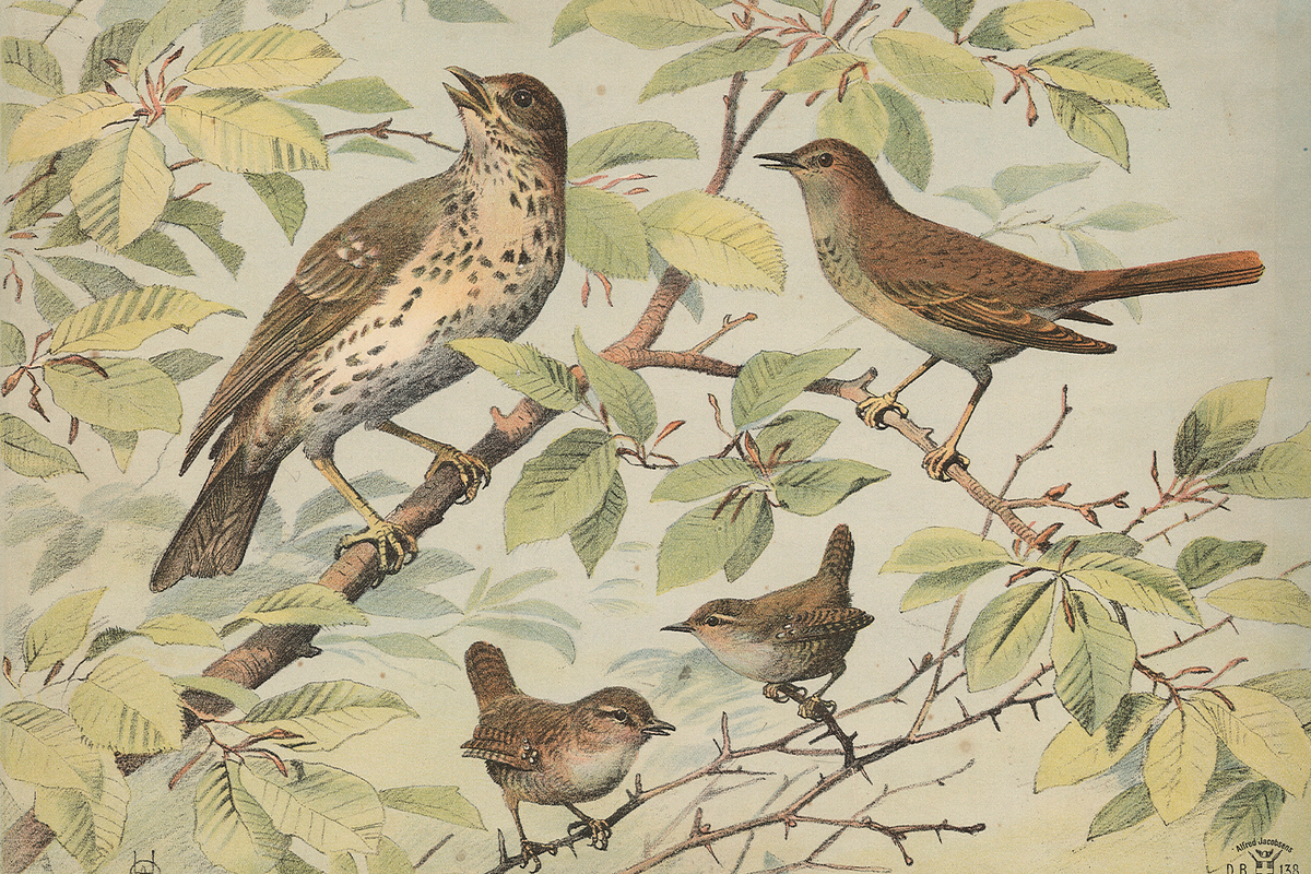 Oluf August Hermansen's Animals, an Animal Illustration by Digital Museum (Photo 2 of 11)