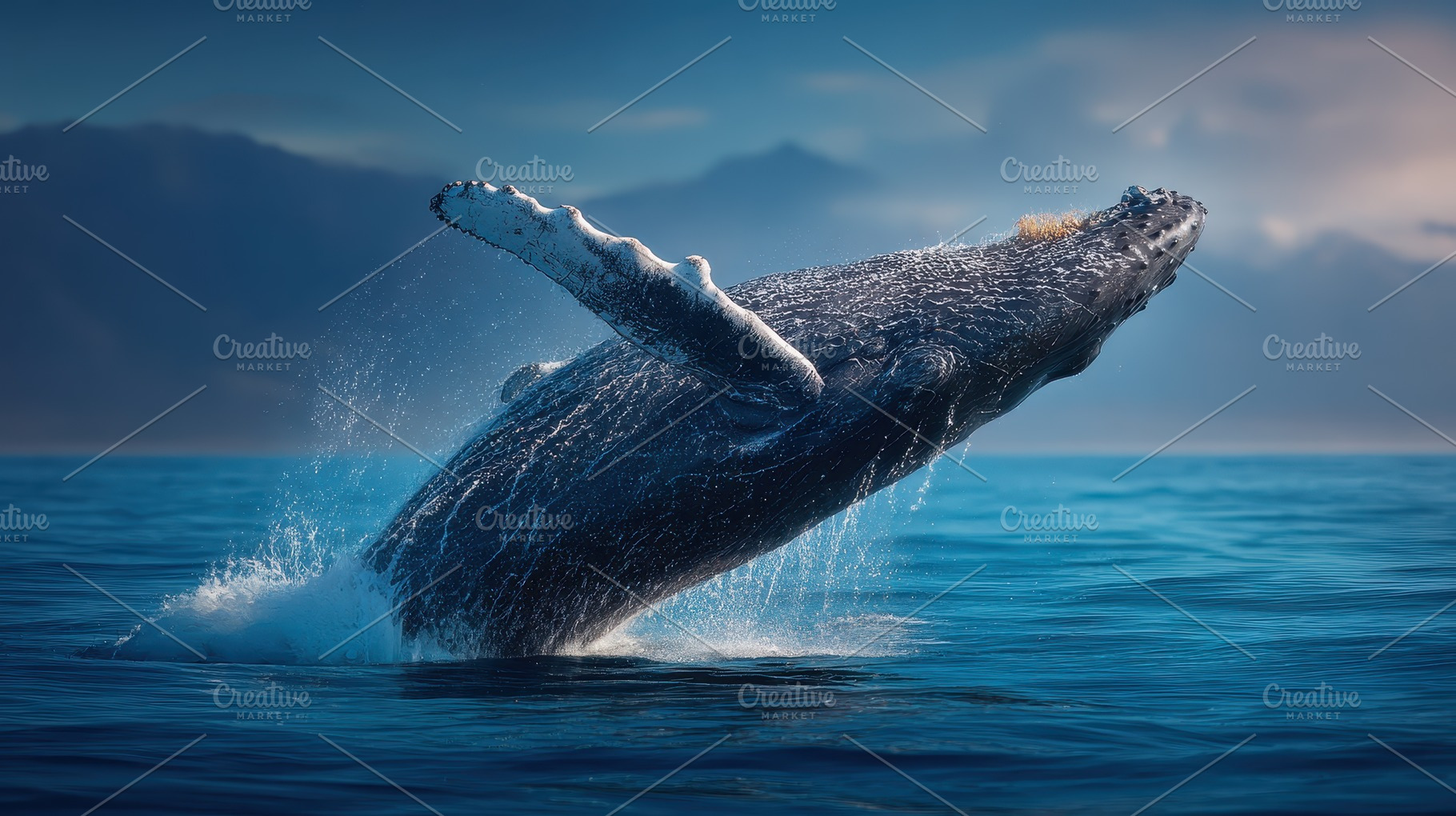 Humpback Whale Breaching Ocean Majes, a Photo by Pixeness Studio