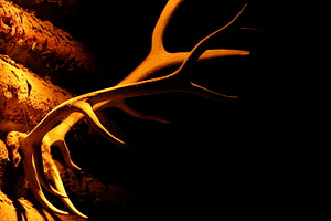 Rustic featuring elk, antlers, and cabin