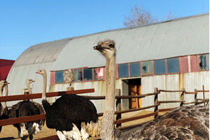 Ostrich gazes curiously at the, an Animal Photo by darksoul72