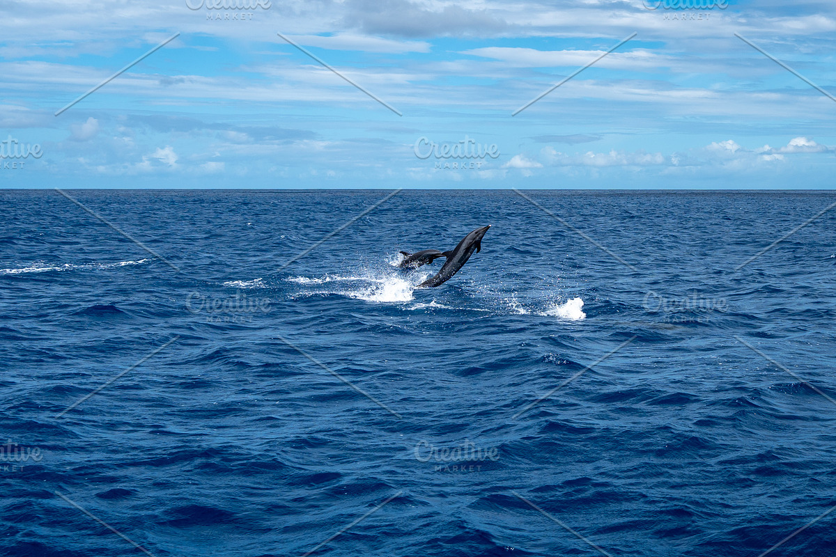 Dolphins jumping near Tahuata, Marquesas Islands, French Polynes, an Animal Photo by GoodGoods (Photo 4 of 4)