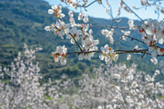Blossoming almond trees, a Nature Photo by Fruits+Veggies (Thumbnail 16 of 17)