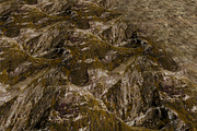 AUTUMN AND WINTER TEXTURE PACK, a Textures & Material 3D Model by Beatheart Creative Studio (Thumbnail 22 of 58)