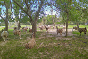 Llamas standing under trees in shade, an Animal Photo by DanFLCreativo