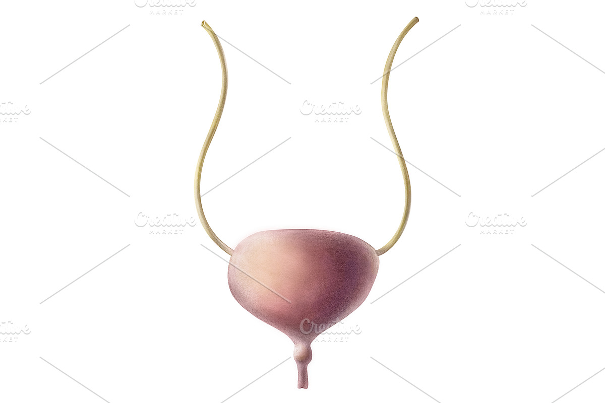 Vintage Human Organs Hand Drawn Set, a Healthcare Illustration by Anna Repp Illustration (Photo 14 of 14)