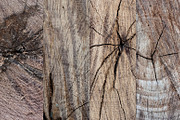 14 Tree & Wood Ring Textures, a Nature Photo by WeGraphics (Thumbnail 6 of 6)