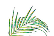 Watercolor palm leaves clipart, an Illustration by Watercolor_Vector Graphic (Thumbnail 5 of 15)