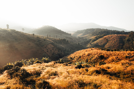 golden meadow in the mountains in the morning, a Nature Photo by Art Rachen