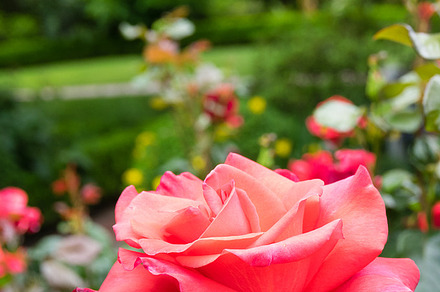 Pink rose flower in a large garden containing rose, flower, and bloom, a Nature Photo by Zigzag Mountain Art