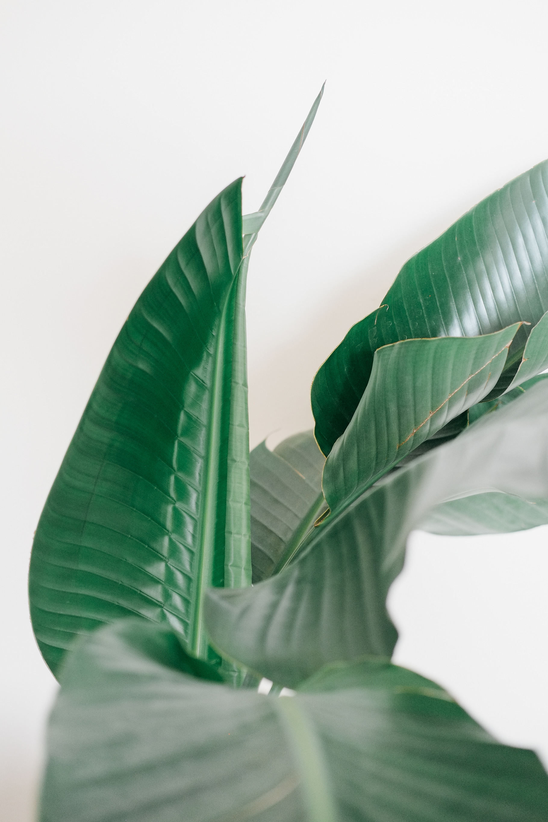 Minimal House Plant, a Nature Photo by Matt Erickson