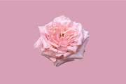 Pink rose, a Photo by Bloomstock studio (Thumbnail 1 of 2)