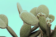 Candy Pop Plants Stock Photos, a Nature Photo by Dee Andreoli Photography (Thumbnail 3 of 5)