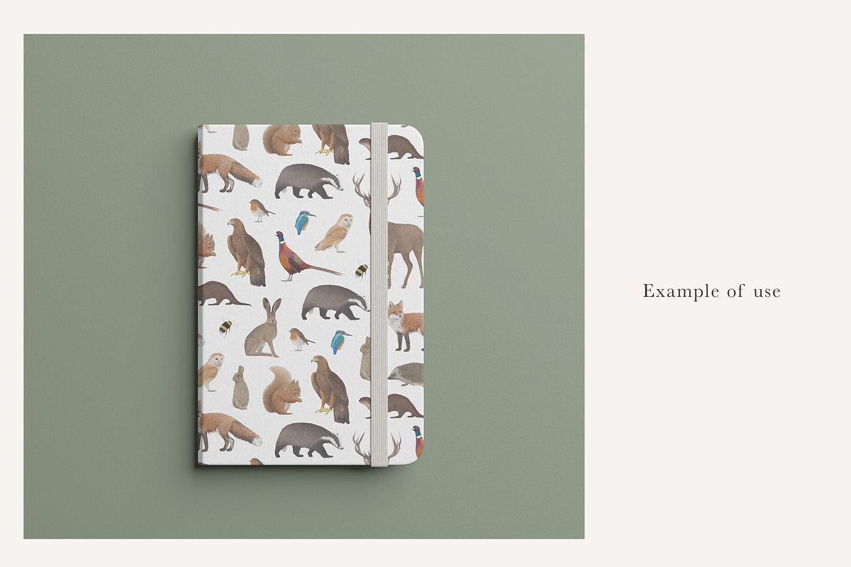 British Wildlife Species Set - PNGs, an Animal Illustration by LaurenFittonIllustration (Photo 8 of 10)
