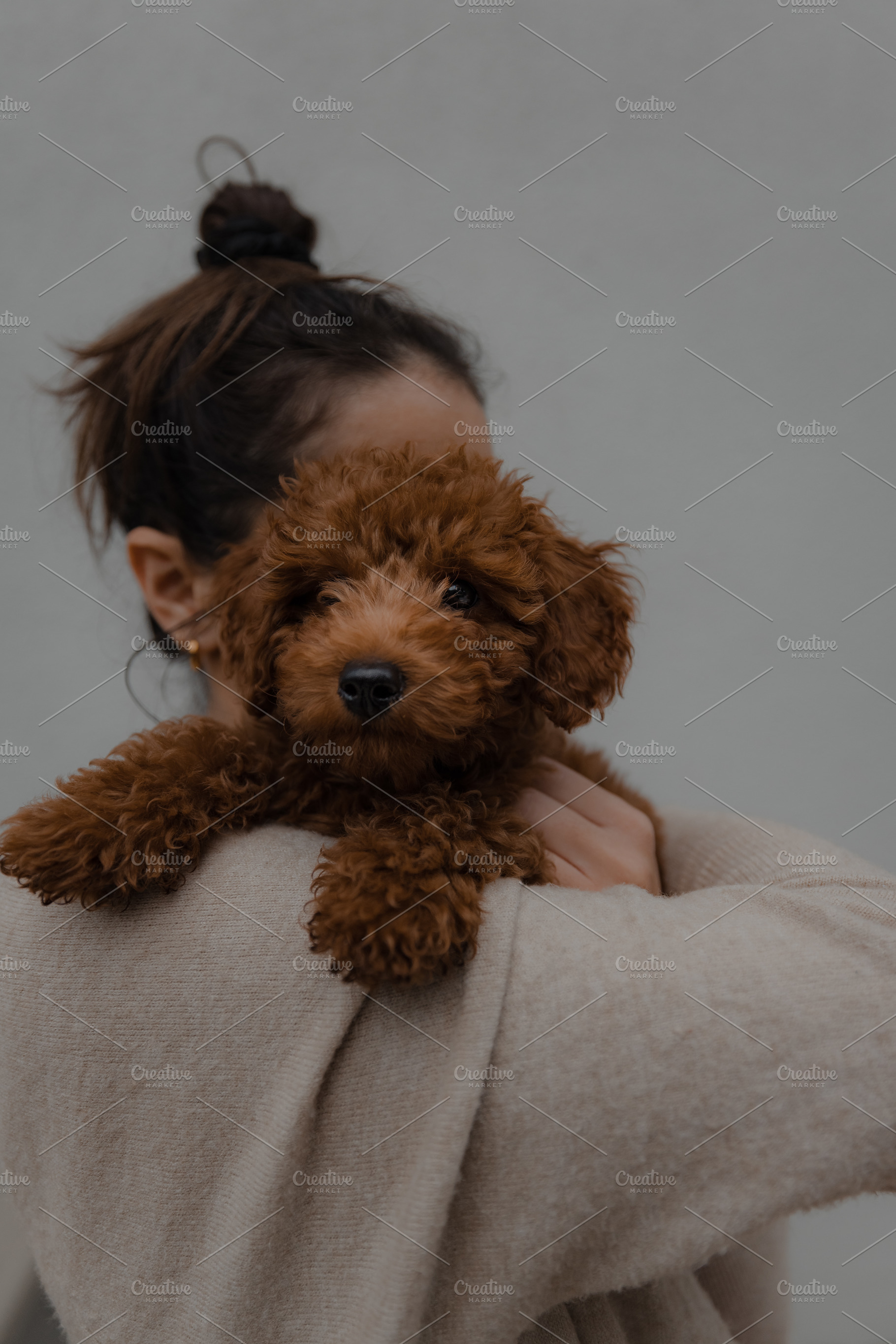 Dog / Puppy - Golden Doodle, an Animal Photo by Will Rust