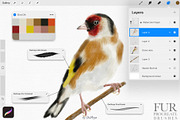 Watercolor Fur Procreate Brushes, a Brush Add-On by owlasya (Thumbnail 5 of 7)