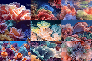 60 Coral Reef Stock Photos, a Nature Photo by Incomelion (Thumbnail 13 of 14)