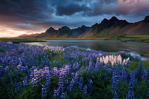 Lupine flowers bloom near a river wi, a Photo by Pixeness Studio