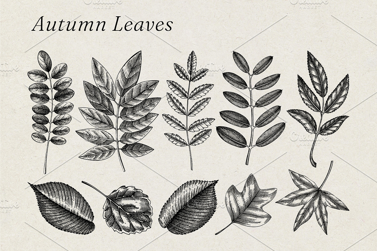 Autumn Leaves and Flowers Vector Set, an Object Graphic by Yevheniia (Photo 3 of 11)