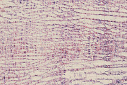 Parisian Textures & Gold Foil: Dusk, a Texture Graphic by Blixa 6 Studios (Thumbnail 3 of 5)