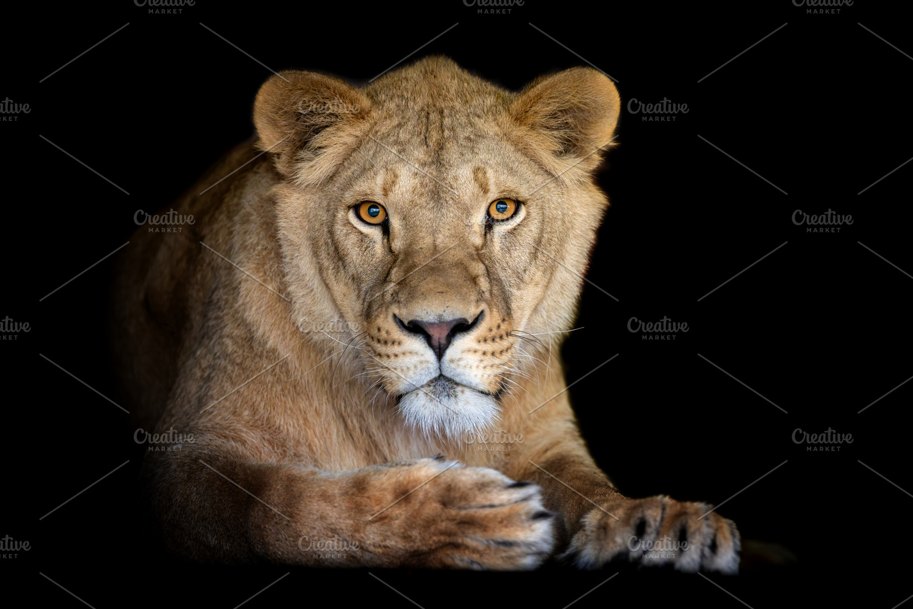 Close up adult big female lion portrait, an Animal Photo by Byrdyak