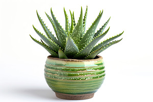Aloe Vera in flowerpot on white background, a Nature Photo by AlyaAnd