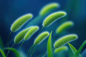 Green Setaria Viridis Swaying Under, a Photo by Iftikhar Alam