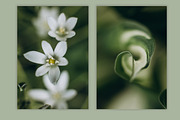 Spring macro collection, a Nature Photo by akovtun (Thumbnail 2 of 7)