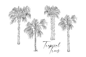 Palm Trees Tropical Vector Plants