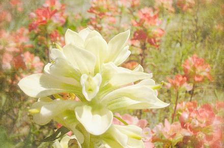 White Indian Paintbrush Wildflower, a Nature Photo by Anissa Craig Photography