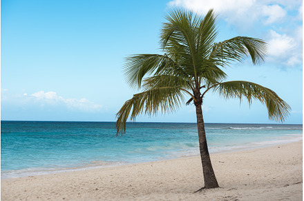 Single palm tree in exotic tropical, a Nature Photo by Nature and travel