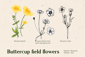 Flowers Buttercup. Sketch Flowers