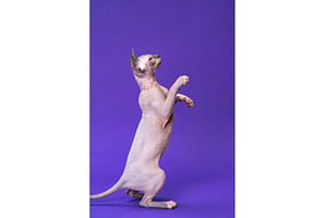 Cute kitten standing on rear paws, an Animal Photo by Alexander-Piragis