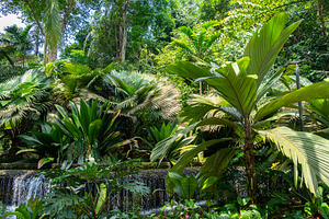 Tropical rainforest in Singapore Botanic Gardens, a Nature Photo by GoodGoods