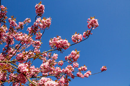 Japanese cherry blossom branch in spring, a Background Photo by GoodGoods