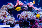 Underwater Photography Presets, a Plug-in Add-On by FixThePhoto (Thumbnail 3 of 32)