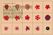 PRESSED BOTANY Floral & Fruit Cutout, an Object Graphic by Desert Poetic (Thumbnail 5 of 10)