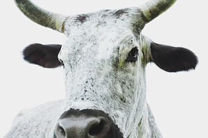 Minimalist Nguni Cow Portrait, an Animal Photo by René Jordaan Photography