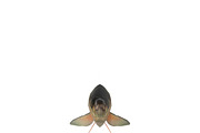 Chub, an Animal 3D Model by AndrewWhite (Thumbnail 19 of 21)