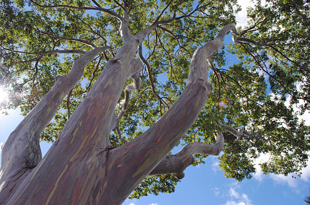 Gum Tree