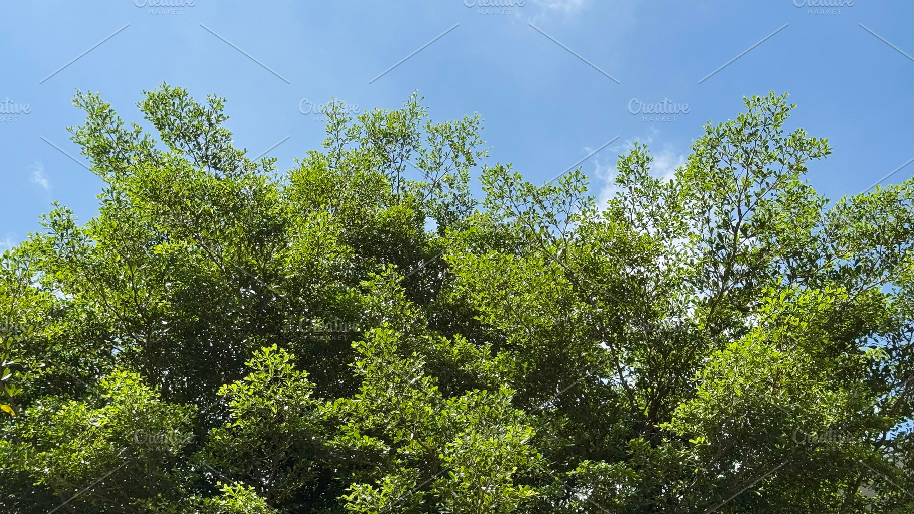Green leaves with blue sky, a Nature Photo by ArtBackground