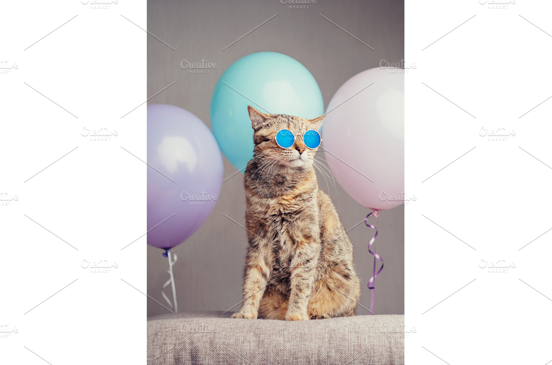 Ginger cat in fashionable glasses, an Animal Photo by P&G